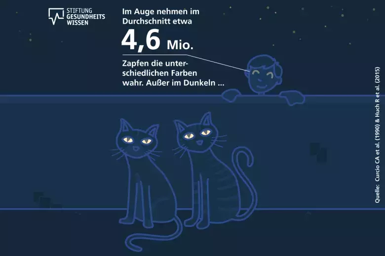Darstellung von grauen Katzen mit Fakten zum Auge